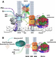 /album/antonio-ascens%c3%a3o/mit-metab3-jpeg/